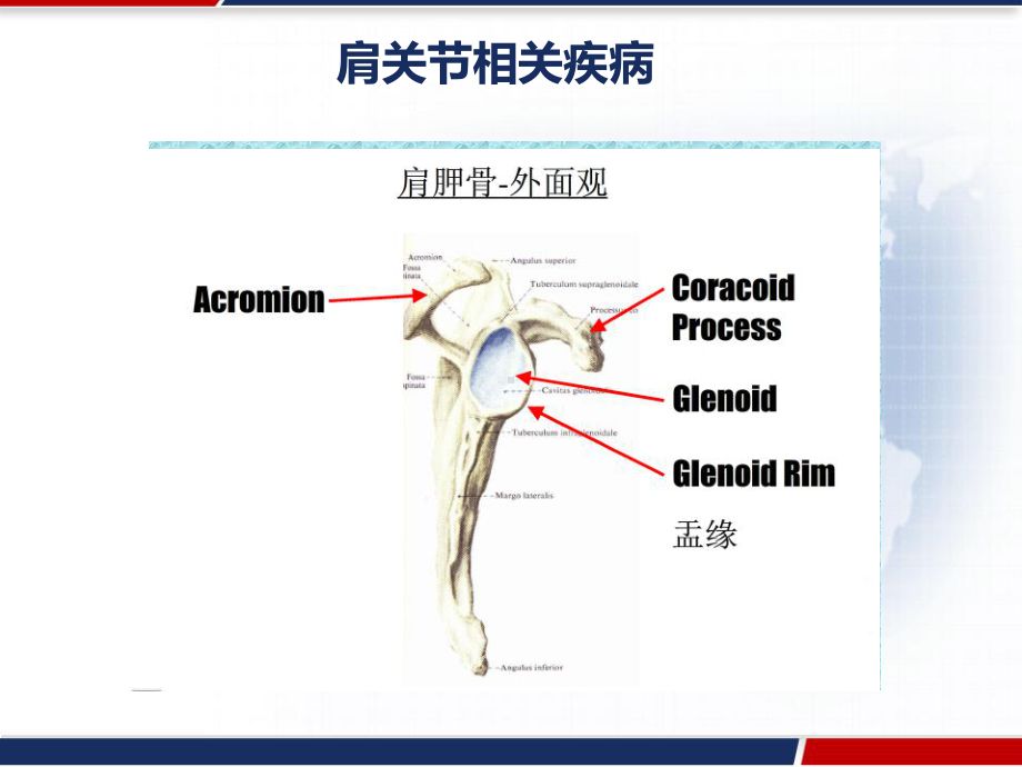 肩关节相关疾病-课件.pptx_第3页