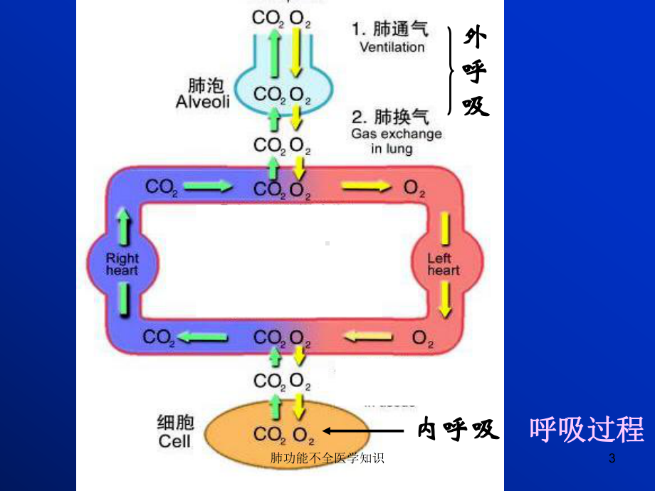 肺功能不全医学知识培训课件.ppt_第3页