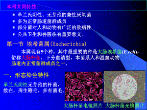 肠杆菌科医学知识课件.ppt