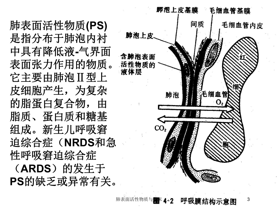 肺表面活性物质与临床培训课件.ppt_第3页