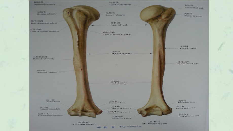 肱骨外科颈骨折1课件.ppt_第3页
