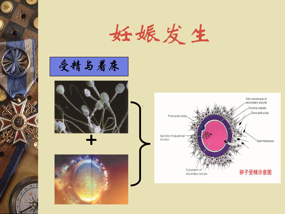 二章妊娠期妇女的护理课件.pptx_第2页