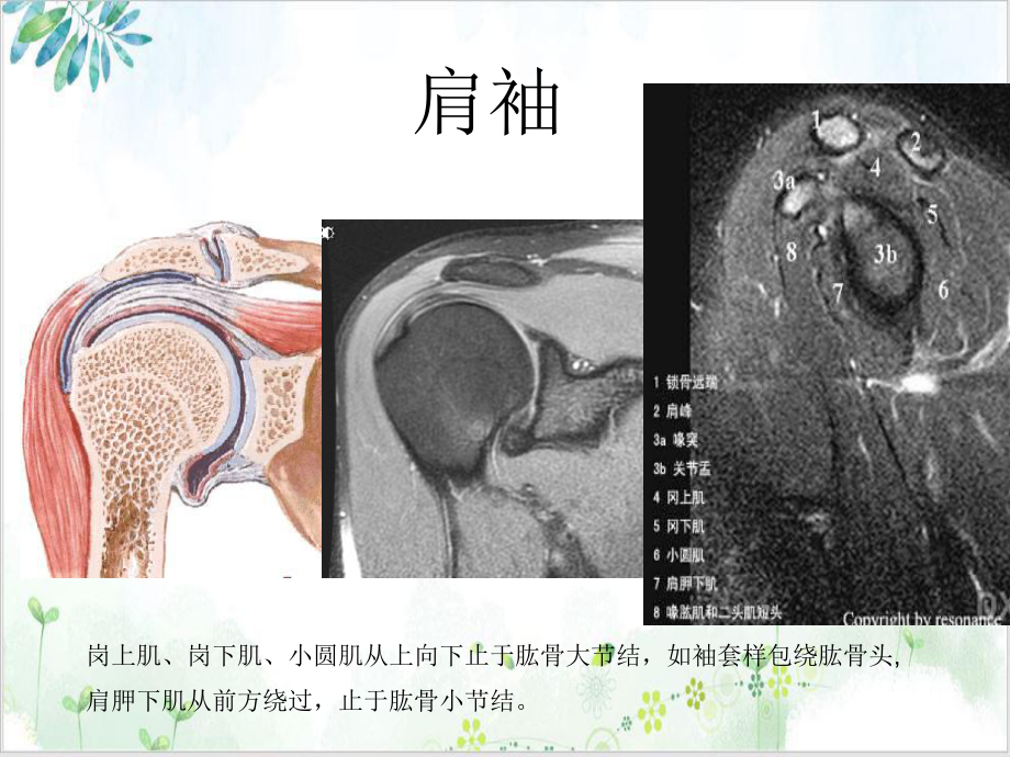 肩关节应用解剖及腱鞘肌腱病的磁共振影像诊断培训课件.ppt_第3页