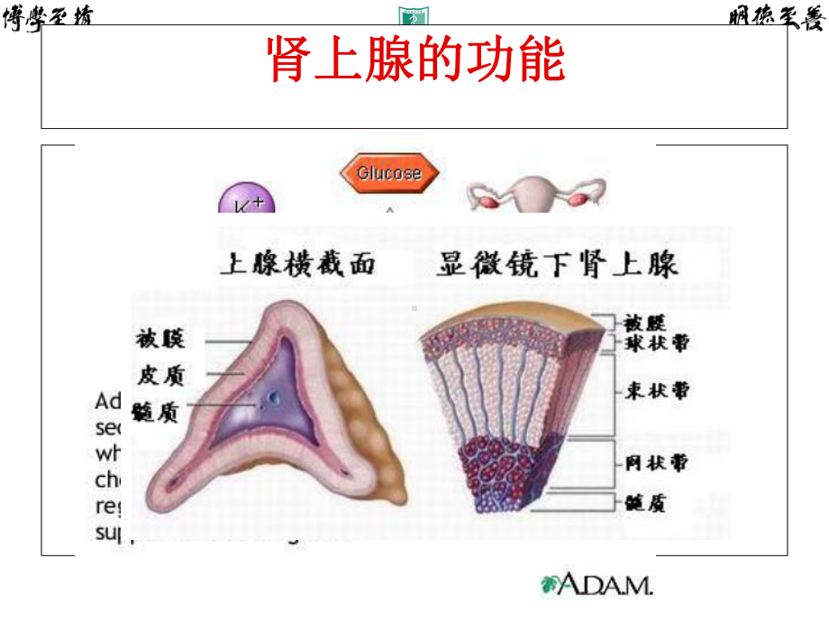 临床药理学30-肾上腺皮质激素类药物课件.ppt_第2页