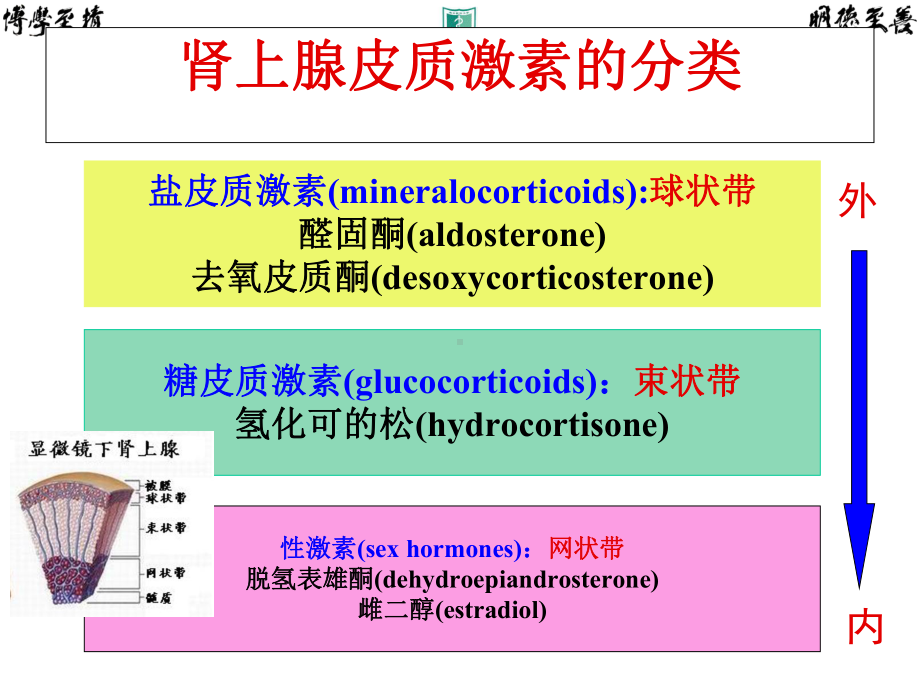 临床药理学30-肾上腺皮质激素类药物课件.ppt_第3页