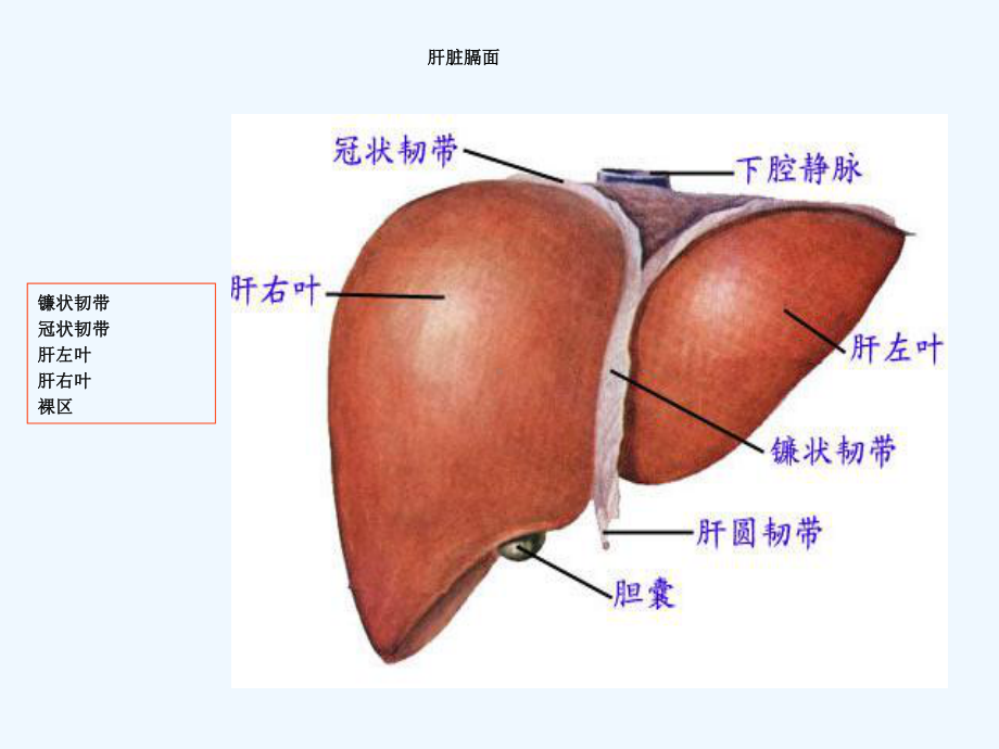 肝脏超声分叶分段课件.ppt_第3页