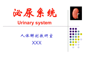 人体解剖学泌尿课件.ppt