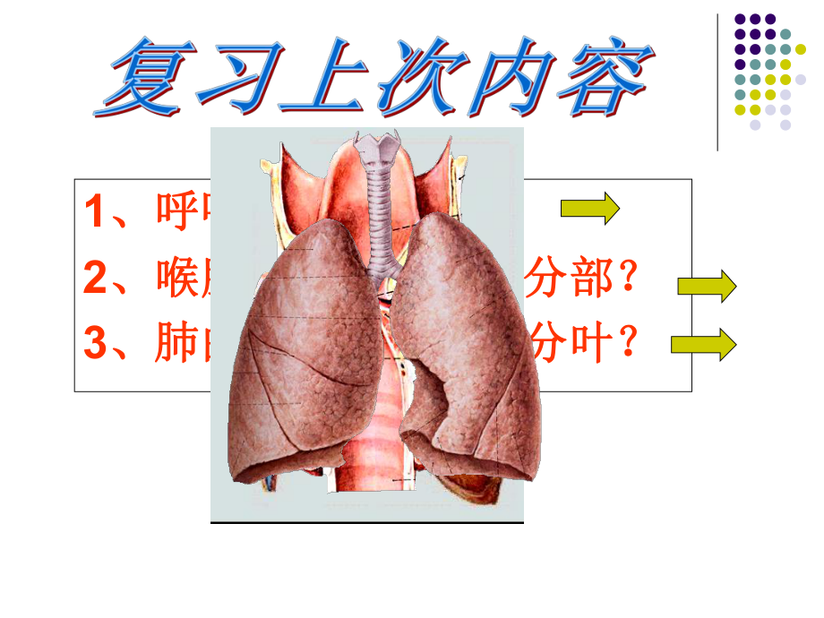 人体解剖学泌尿课件.ppt_第3页