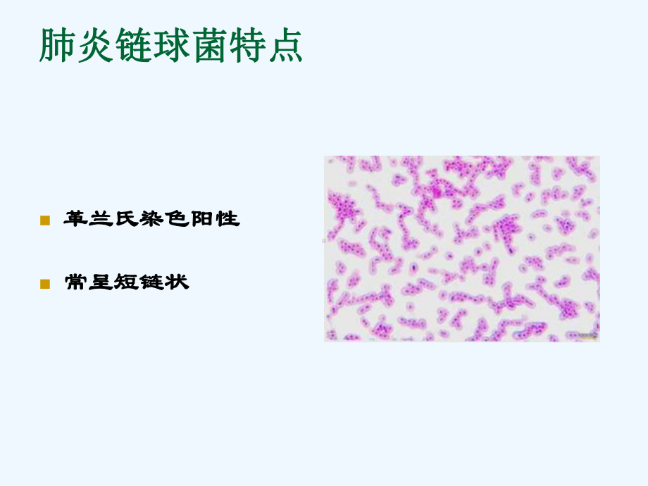 肺炎链球菌和常用抗革兰氏阳性菌药物应用特点课件.ppt_第3页