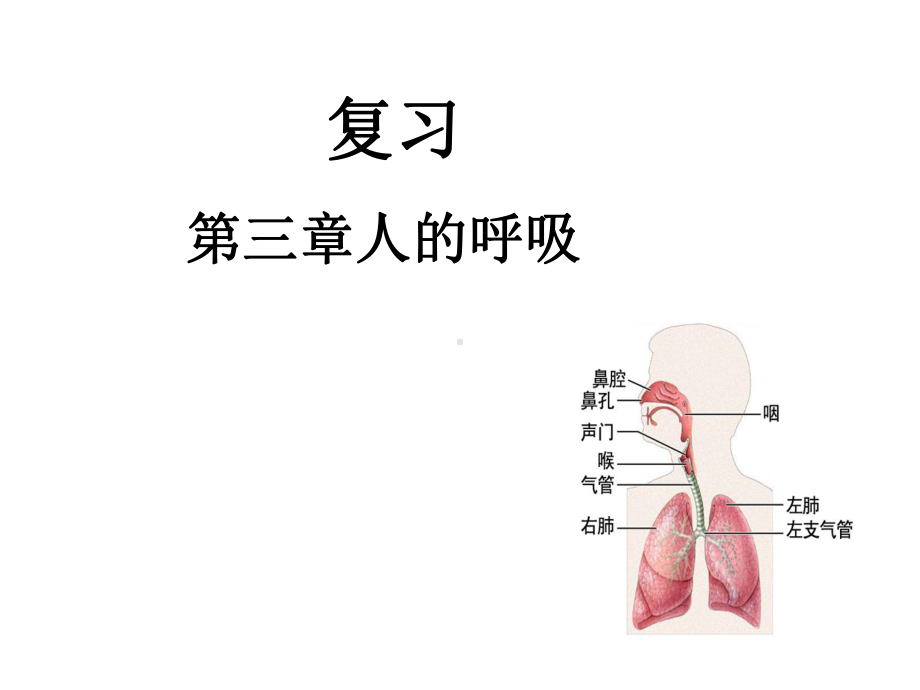 三章人的呼吸13课件.pptx_第1页