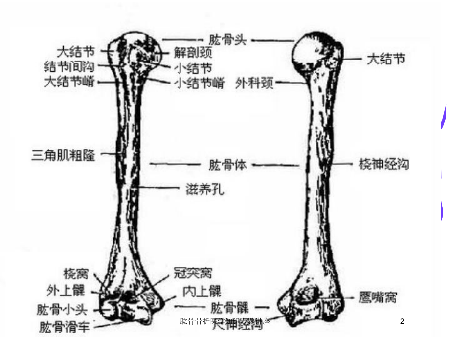 肱骨骨折医学知识专题讲座培训课件.ppt_第2页