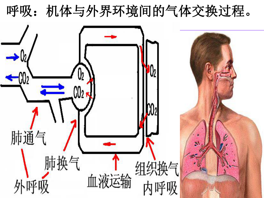 五章-呼吸-本科课件.ppt_第3页