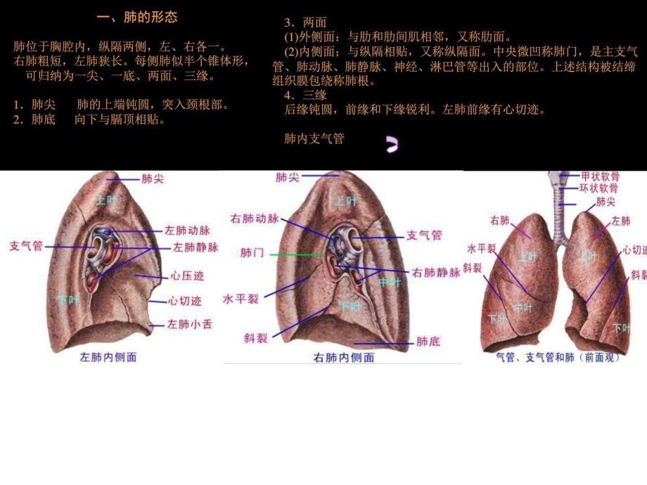 肺部正常CT解剖课件.ppt_第3页