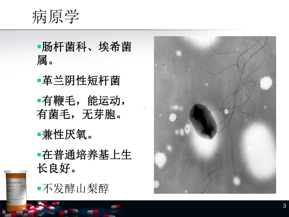 肠出血性大肠杆菌课件.ppt_第3页