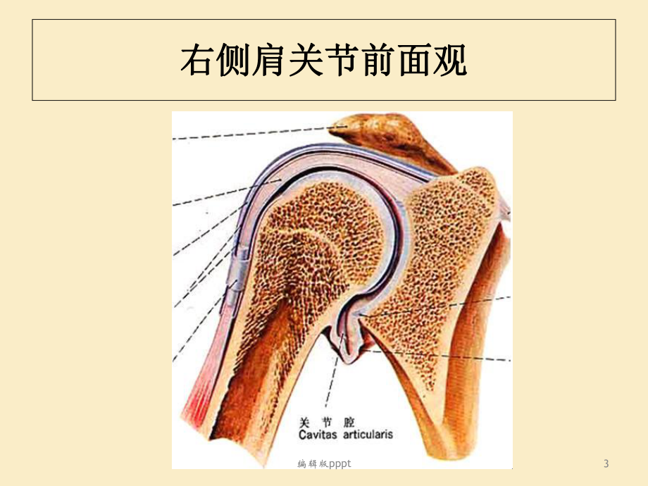 肩关节脱位修改版课件.ppt_第3页