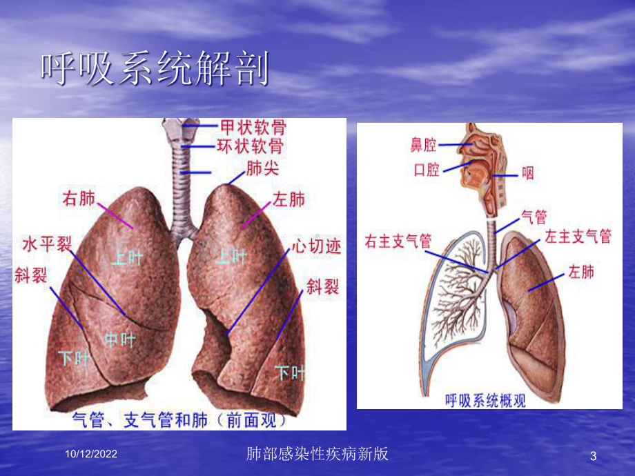 肺部感染性疾病新版培训课件.ppt_第3页