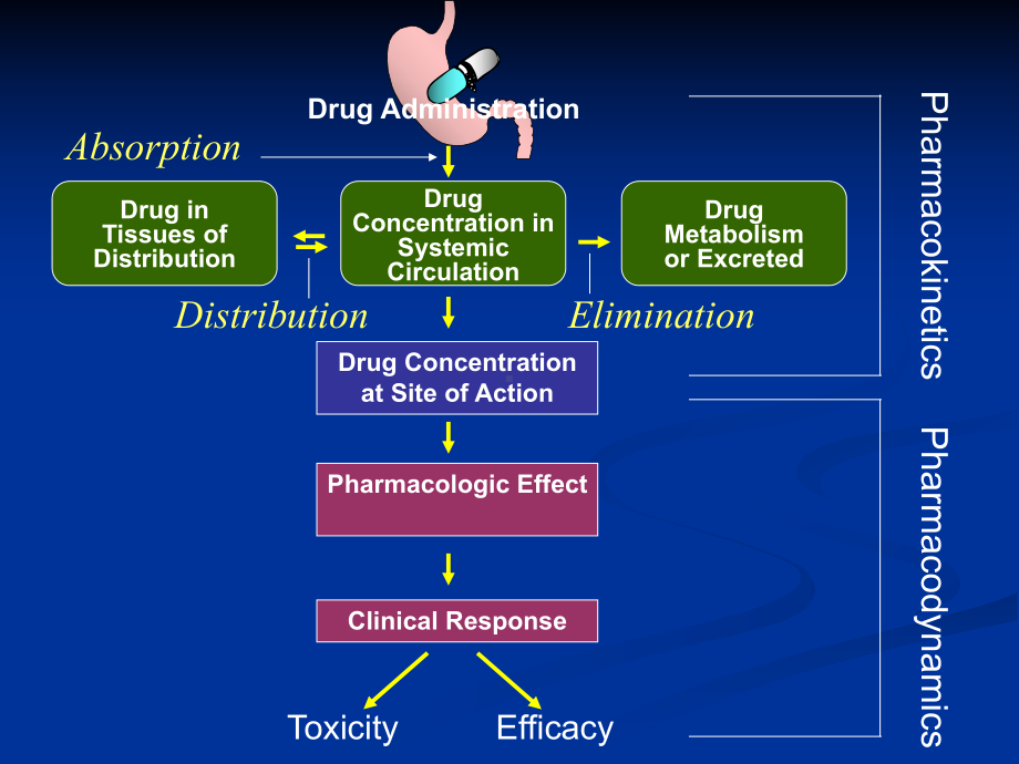 中药药动学课件.pptx_第2页