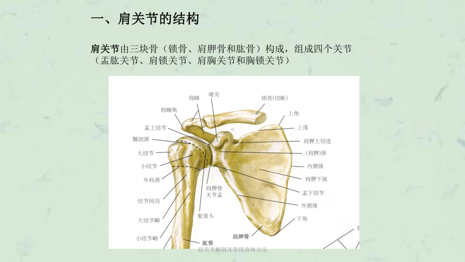 肩关节解剖及常用查体方法课件.ppt_第2页