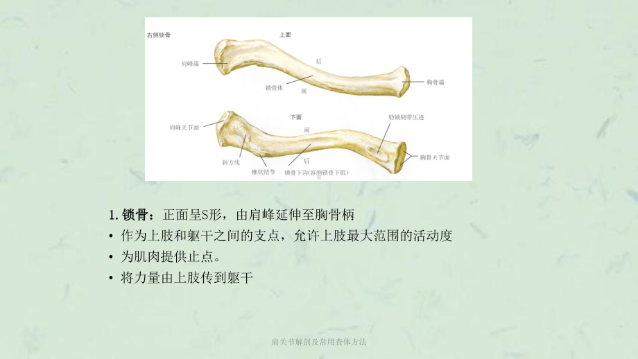 肩关节解剖及常用查体方法课件.ppt_第3页