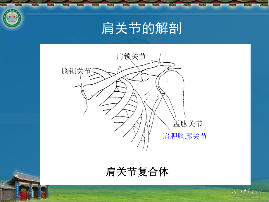 肩关节疼痛的物理治疗课件.ppt_第3页