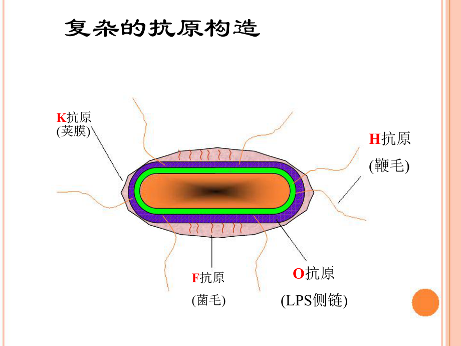 肠出血性大肠杆菌O104H4检测技术课件.pptx_第3页