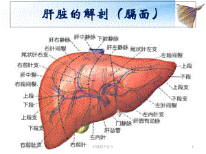 肝脏超声诊疗培训课件.ppt