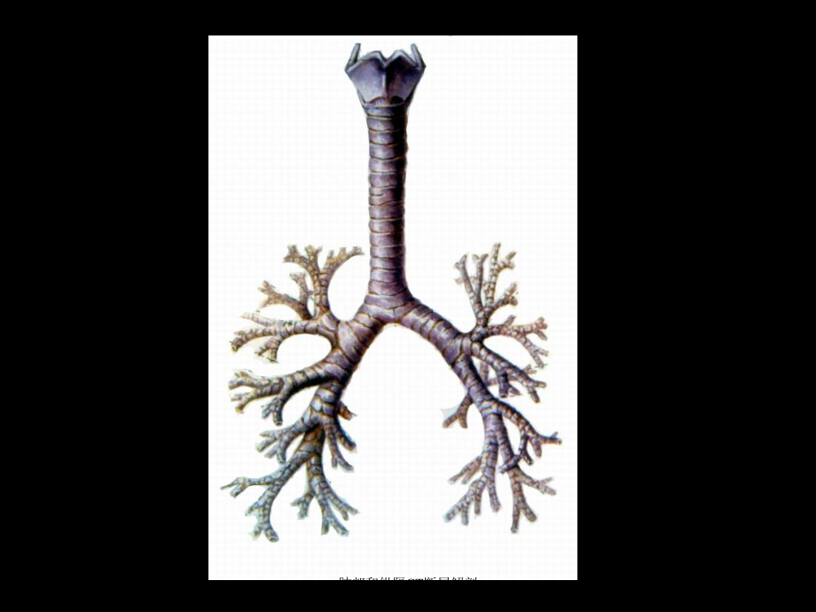 肺部和纵隔CT断层解剖培训课件.ppt_第2页