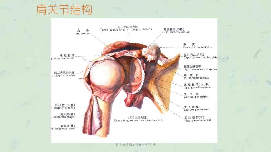 肩关节疾病的微创治疗现状课件.ppt_第2页