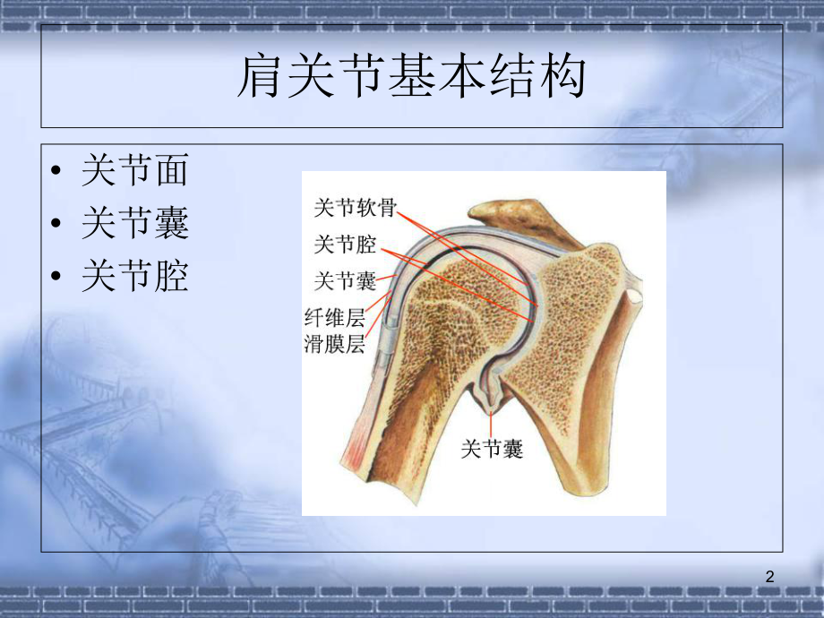 肩关节功能解剖学习课件.ppt_第2页