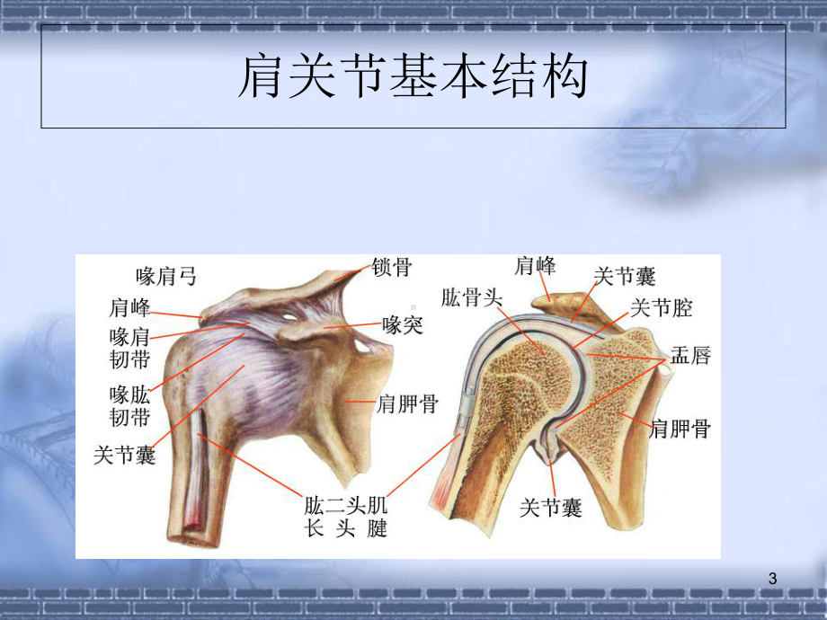 肩关节功能解剖学习课件.ppt_第3页