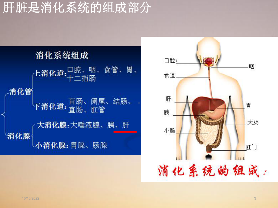 肝脏的解剖及分段参考课件.ppt_第3页