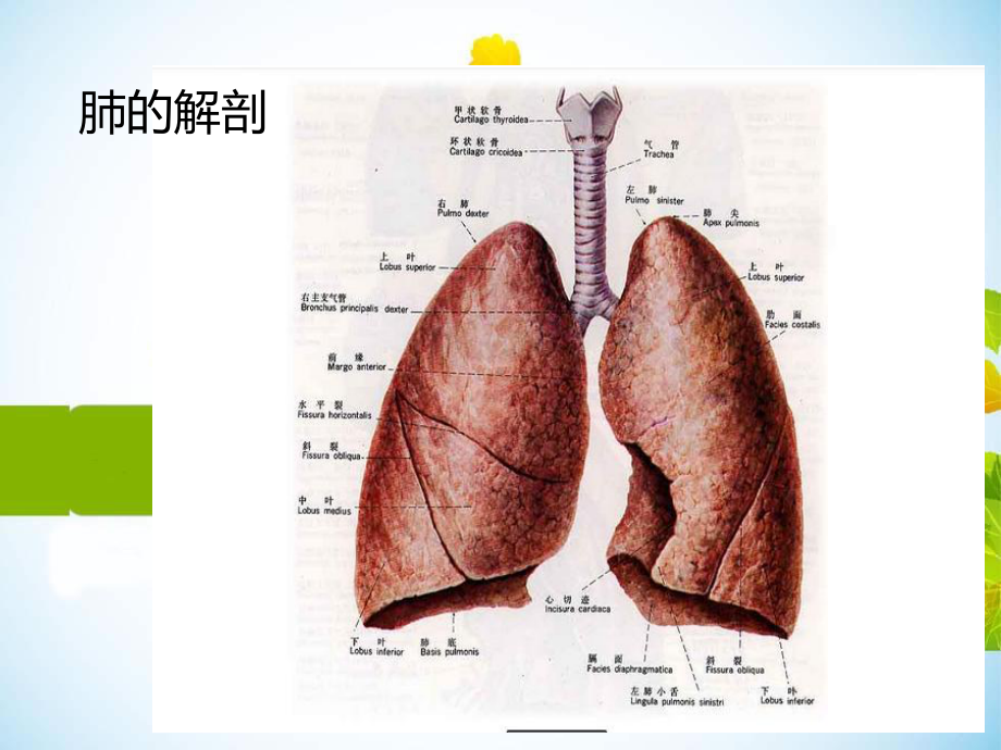 肺癌术后护理课件.pptx_第3页