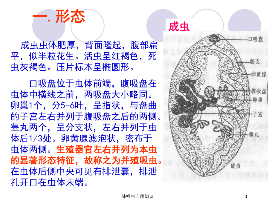 肺吸虫专题知识培训课件.ppt_第3页