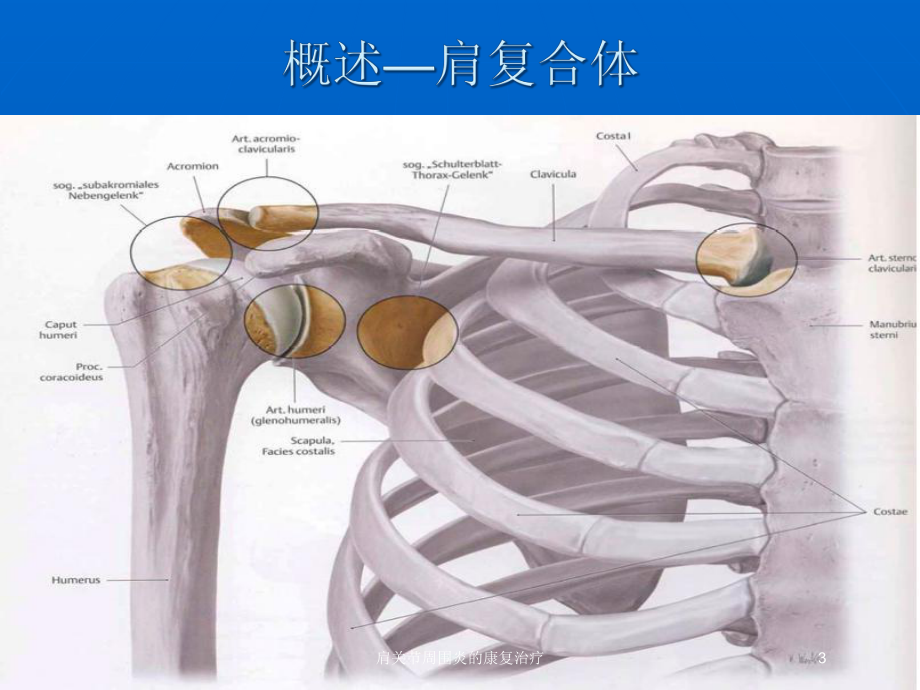 肩关节周围炎的康复治疗培训课件.ppt_第3页