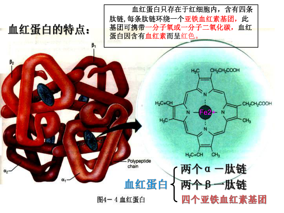 人教版高中生物选修一专题5课题3《血红蛋白的提取和分离》-课件-(共38张).ppt_第2页