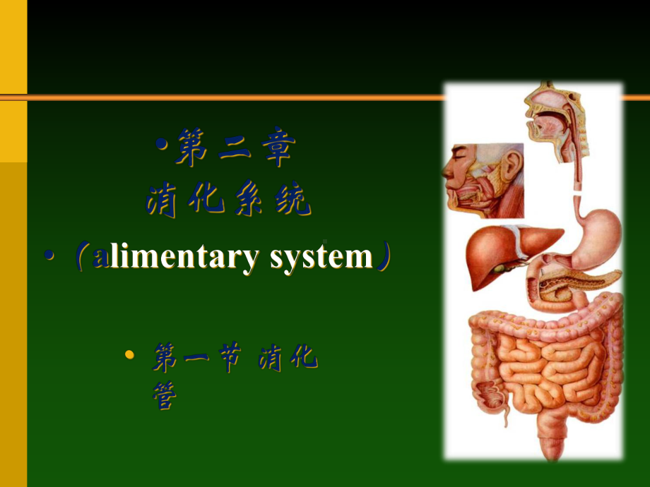 人体解剖消化系统-胃课件.ppt_第1页