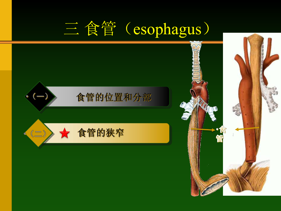 人体解剖消化系统-胃课件.ppt_第3页