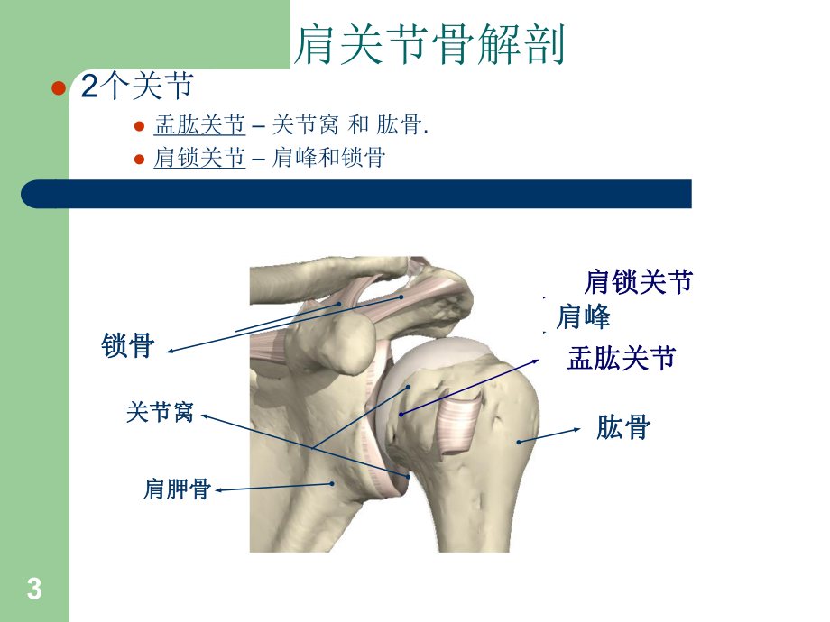 肩关节解剖与疾病诊断参考课件.ppt_第3页