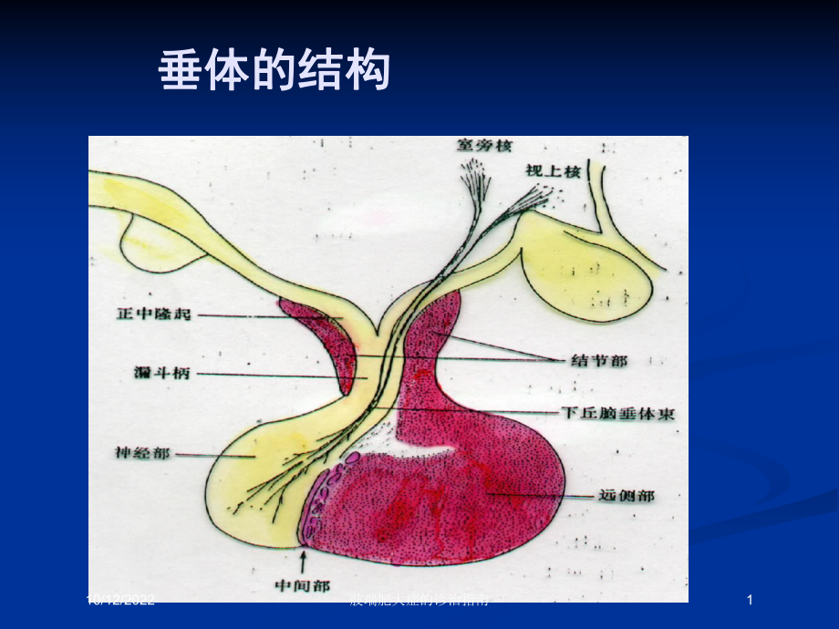 肢端肥大症的诊治指南培训课件.ppt_第1页