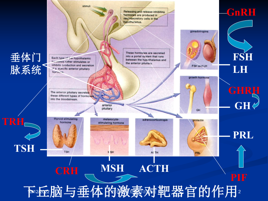 肢端肥大症的诊治指南培训课件.ppt_第2页