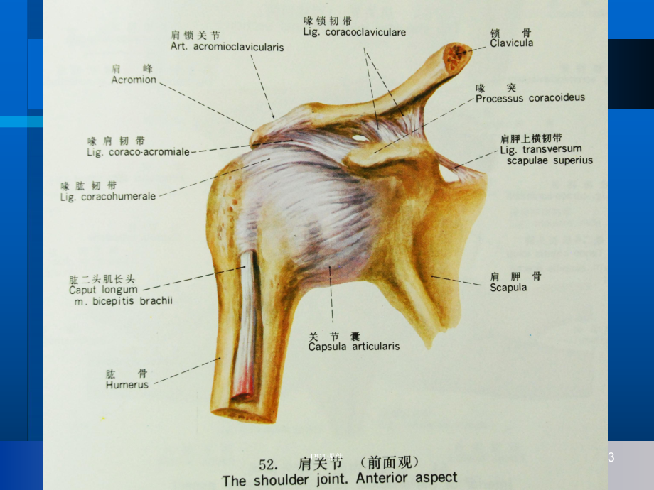 肩关节解剖与高分辨率MRI-课件.ppt_第3页