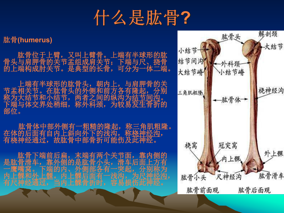 肩周炎与网球肘的鉴别诊断课件.pptx_第2页