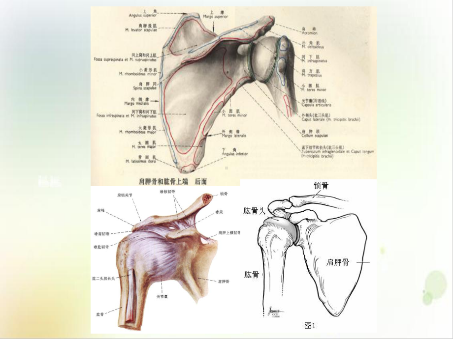 肩关节体格检查[1]课件.ppt_第3页