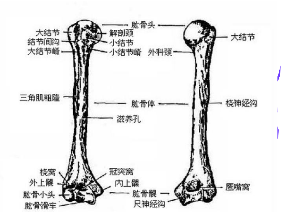 肱骨骨折专题知识讲座培训课件.ppt_第2页