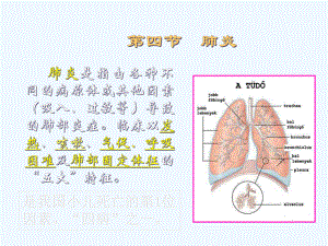 肺炎是指由各种不同的病原体或其他因素吸入过敏等导致的肺解析课件.ppt