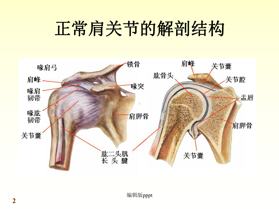 肩关节疾病的诊治完整版本课件.ppt_第2页