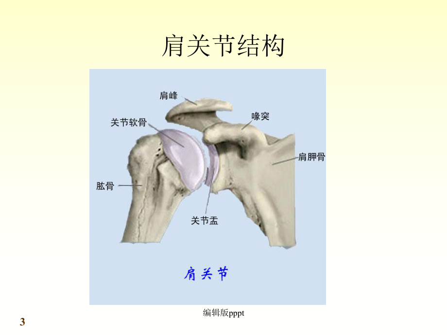 肩关节疾病的诊治完整版本课件.ppt_第3页