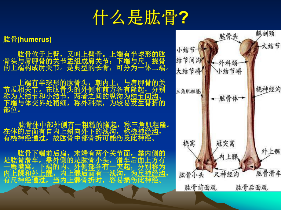 肩周炎与网球肘的鉴别诊断课件.ppt_第2页