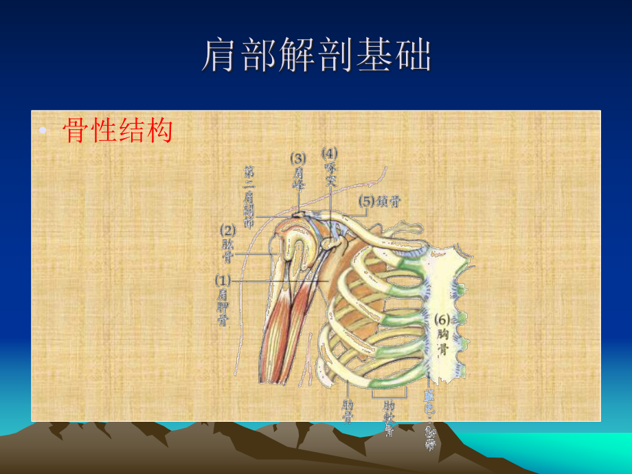 肩周炎与网球肘的鉴别诊断课件.ppt_第3页