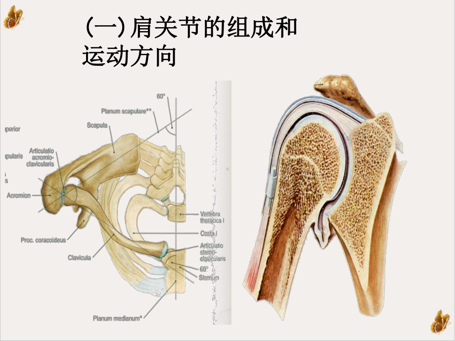 肩关节生物力学运动学培训课件.ppt_第3页